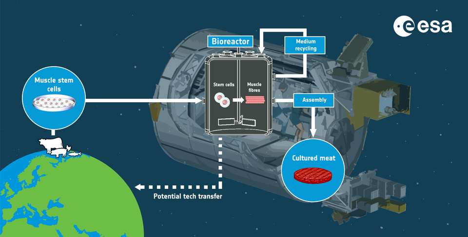 Cultured Meat in Space